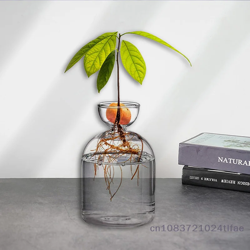 1-teilige Avocado-Samen-Startervase, transparente Glasvase, Vase für den Anbau von Pflanzen, Glas-Samen-Wachstumsset für Gartenliebhaber Image