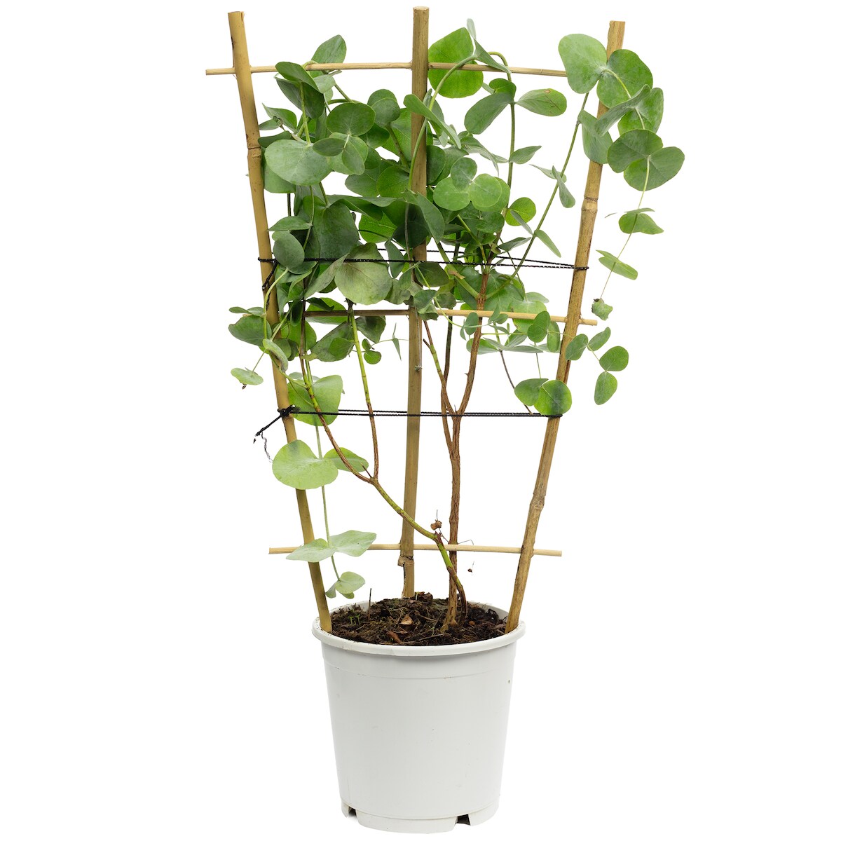 Eukalyptus - Eucalyptus gunnii - Höhe ca. 50 cm, Topf-Ø 12 cm Image