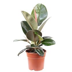 Pflegeleichter Gummibaum - Ficus elastica 'Robusta' - ca. 45 cm hoch, Topf-Ø 17 cm