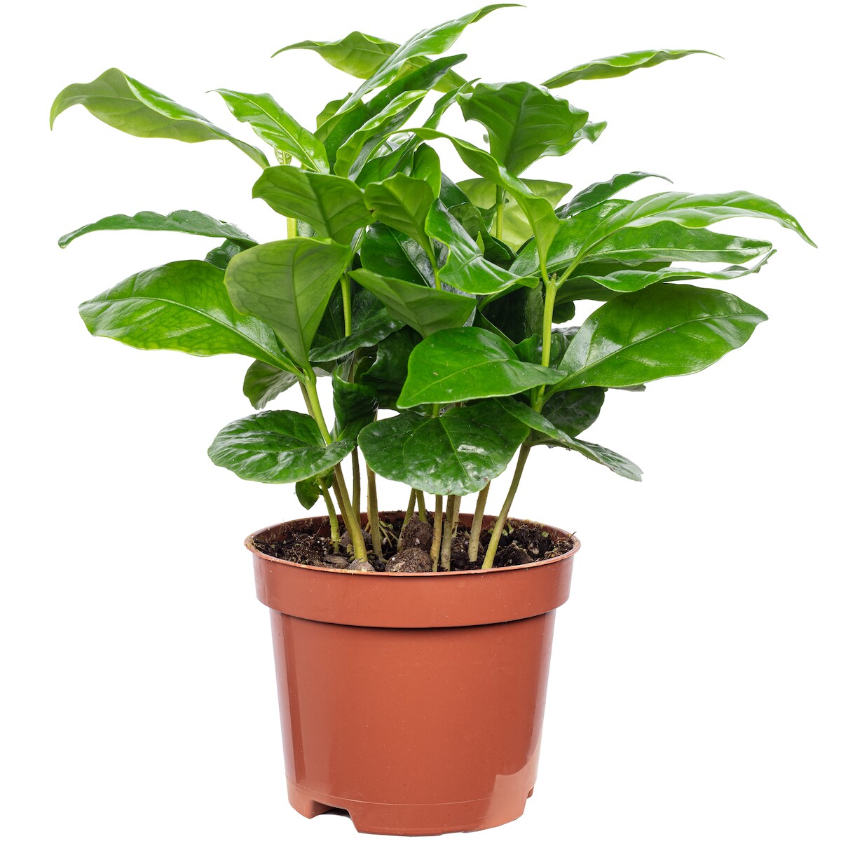 Coffea arabica – Exotische Kaffeepflanze für dein Zuhause, ca. 15 cm hoch, Topf-Ø 9 cm Image