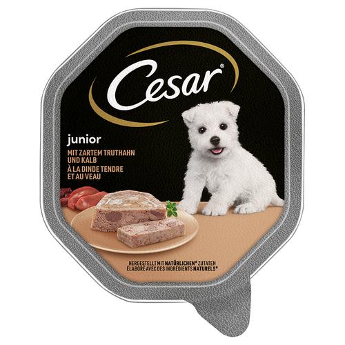 28x150 g barquettes Cesar Junior à la dinde et au veau, nourriture humide pour chien
