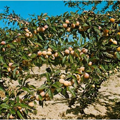 Prunus armeniaca 'Nancy Aprikose' 150-200cm im 7,5L Topf Image