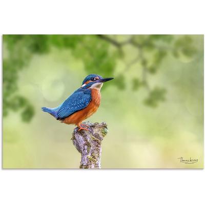Alu-Dibond-Druck ARTLAND "Eisvogel II", blau (farbe bild(er): blau), B:30cm H:20cm T:1cm, Alu Dibond, Bilder, selbstklebend Image
