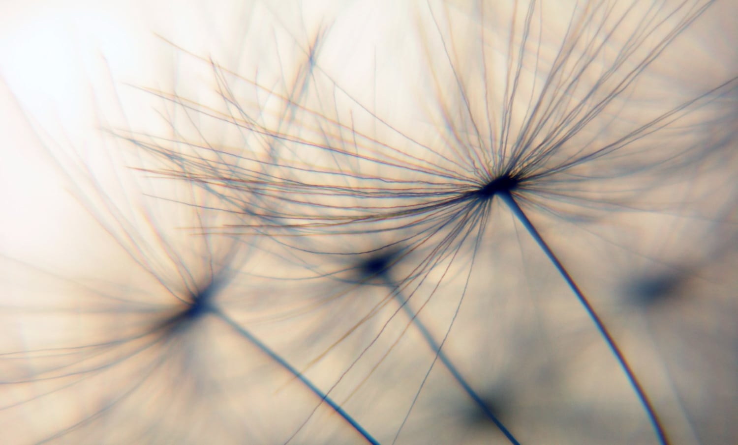 Wandsticker QUEENCE "Dandelion", beige, B:90cm H:60cm T:0,1cm, Folie, Wandtattoos, Selbstklebend, kinderleichte Anbringung, Pusteblume, Sticker, beige