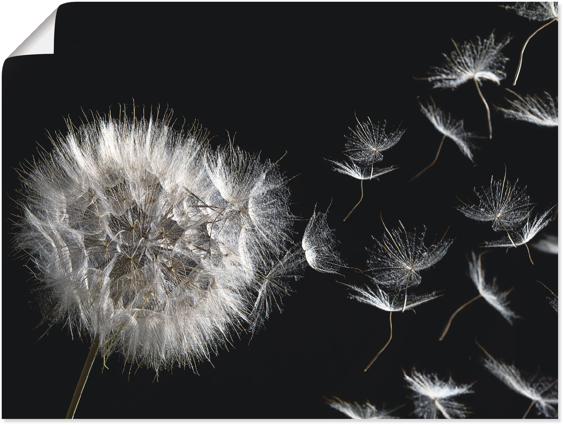 Wandbild ARTLAND "Pusteblume", schwarz (farbe bild(er): schwarz), B:40cm H:30cm, Bilder, als Alubild, Outdoorbild, Leinwandbild, Poster, Wandaufkleber Image