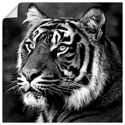 Wandbild ARTLAND "Tiger", schwarz (farbe bild(er): schwarz), B:40cm H:40cm, Papier, Bilder, als Leinwandbild, Poster, Wandaufkleber in verschied. Größen Image