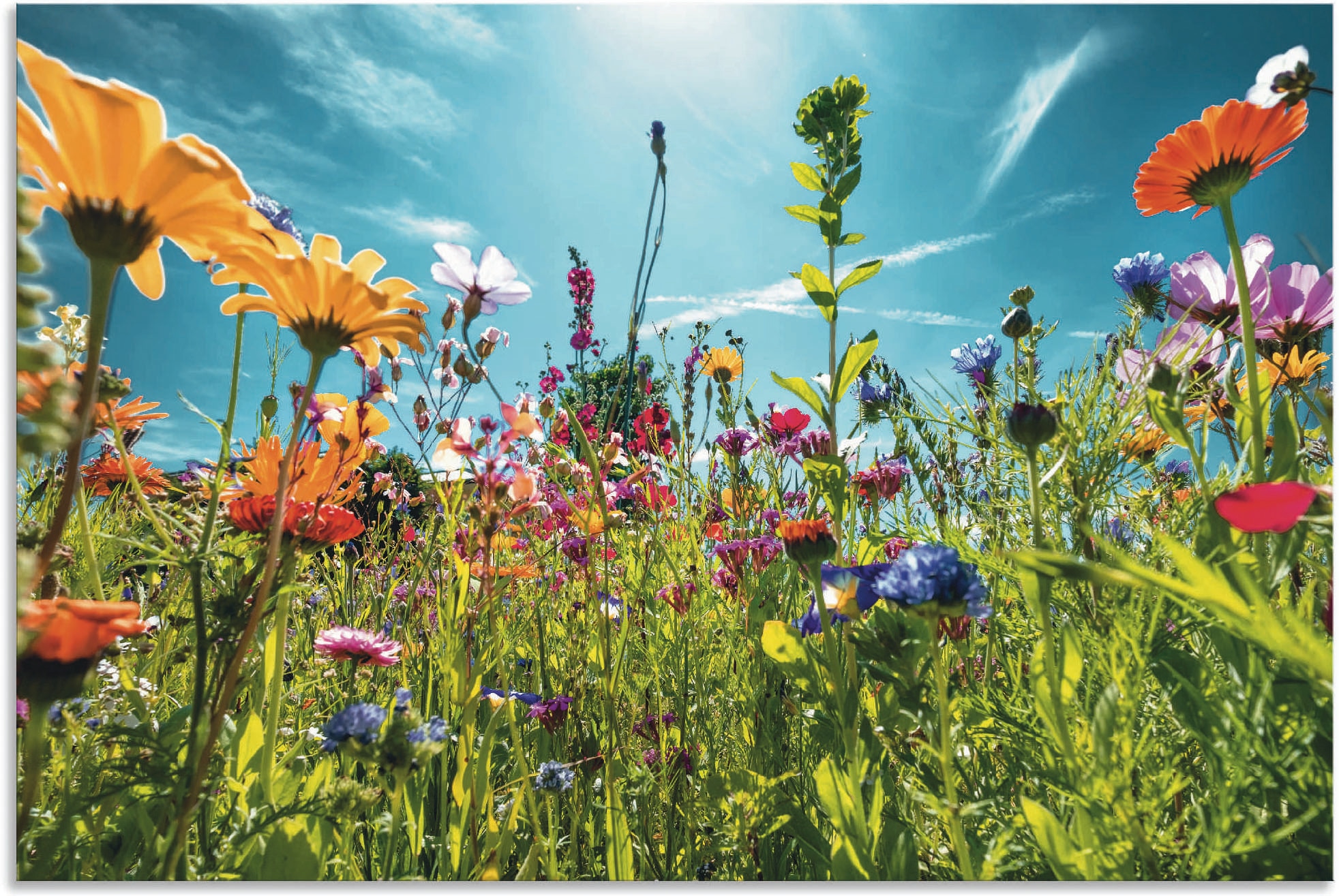 Wandbild ARTLAND "Buntes Blumenfeld", bunt (farbe bild(er): bunt), B:120cm H:80cm, Bilder, als Alubild, Outdoorbild, Leinwandbild, Poster, Wandaufkleber Image