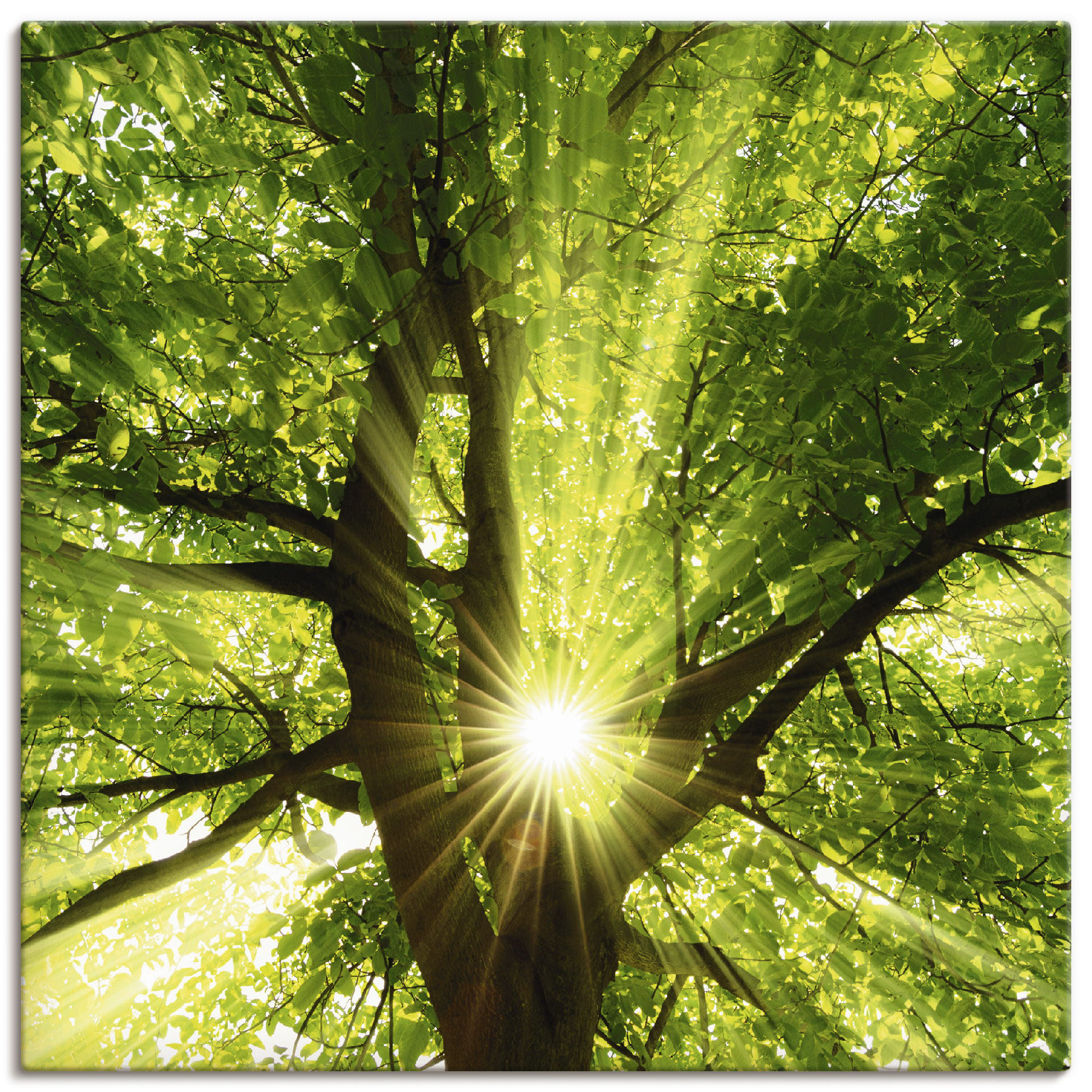 Wandbild ARTLAND "Sonne strahlt explosiv durch den Baum", grün (farbe bild(er): grün), B:30cm H:30cm T:1,8cm, Canvas, Leinwand, Bilder, als Leinwandbild, Poster, Wandaufkleber in verschied. Größen Image