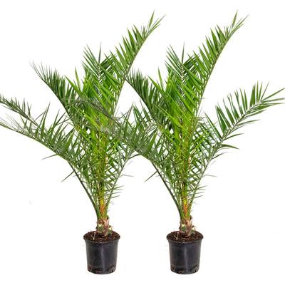 2er Set - Phoenix Canariensis - Kanarische Dattelpalme - Palme - Balkonpflanzen Winterhart - Höhe Image