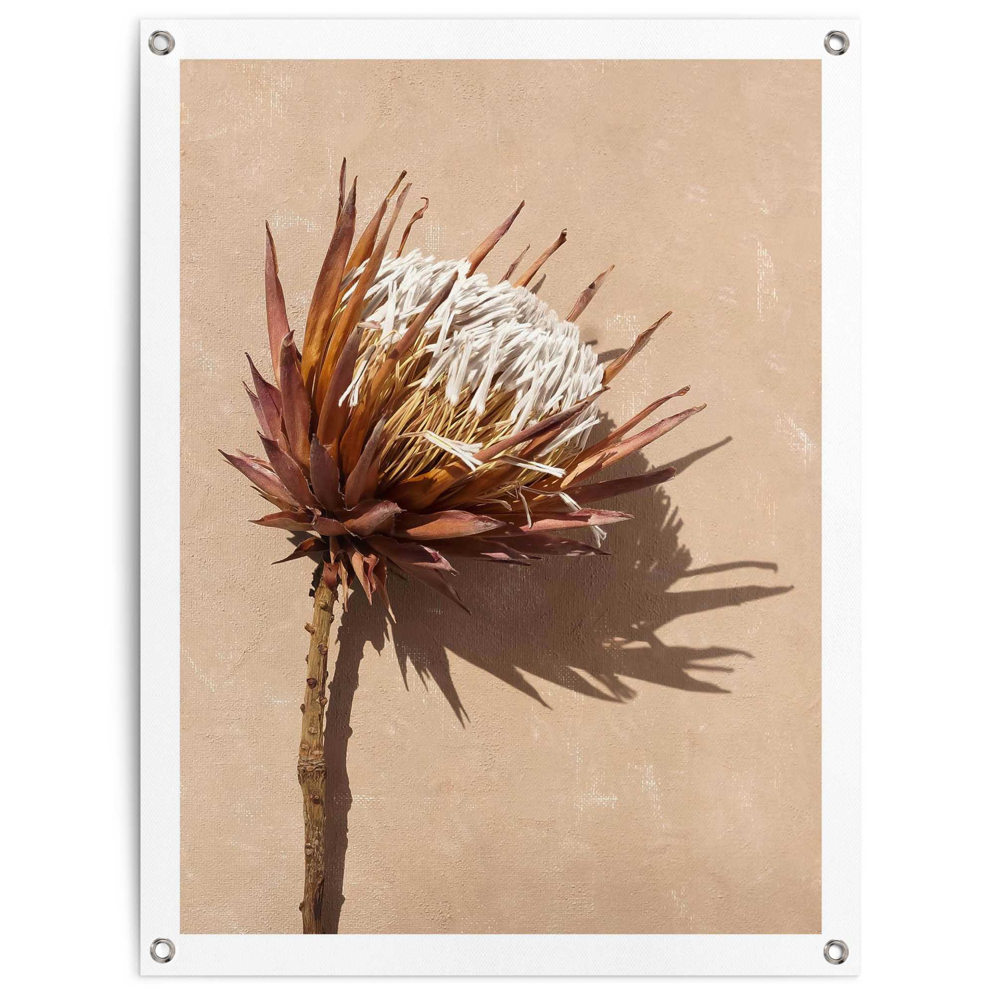 Poster REINDERS "Schattenblume", braun (farbe bild(er): braun), B:60cm H:80cm T:0,1cm, Bilder Image