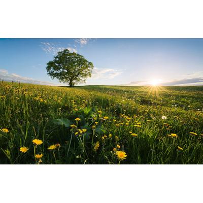 Vliestapete KOMAR "Digitaldruck Vlies - Frühling auf dem Land - Größe 450 x 280 cm", bunt, B:450m L:280m, Vlies, Tapeten, Wohnzimmer, Schlafzimmer Image