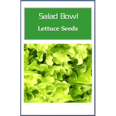 Non GMO Salad Bowl Green Lettuce Seeds, Fresh Heirloom Lettuce For Home Gardens 2000 Seeds