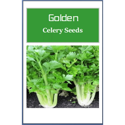 Non GMO Golden Celery Seeds, Heirloom Fresh Garden Seeds For Your Vegetable Garden 1500 Seeds