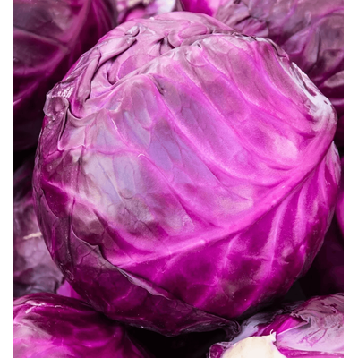 Heirloom Red Acre Cabbage Seeds, Non GMO Fresh Garden Seeds For Your Vegetable Garden 50 Seeds