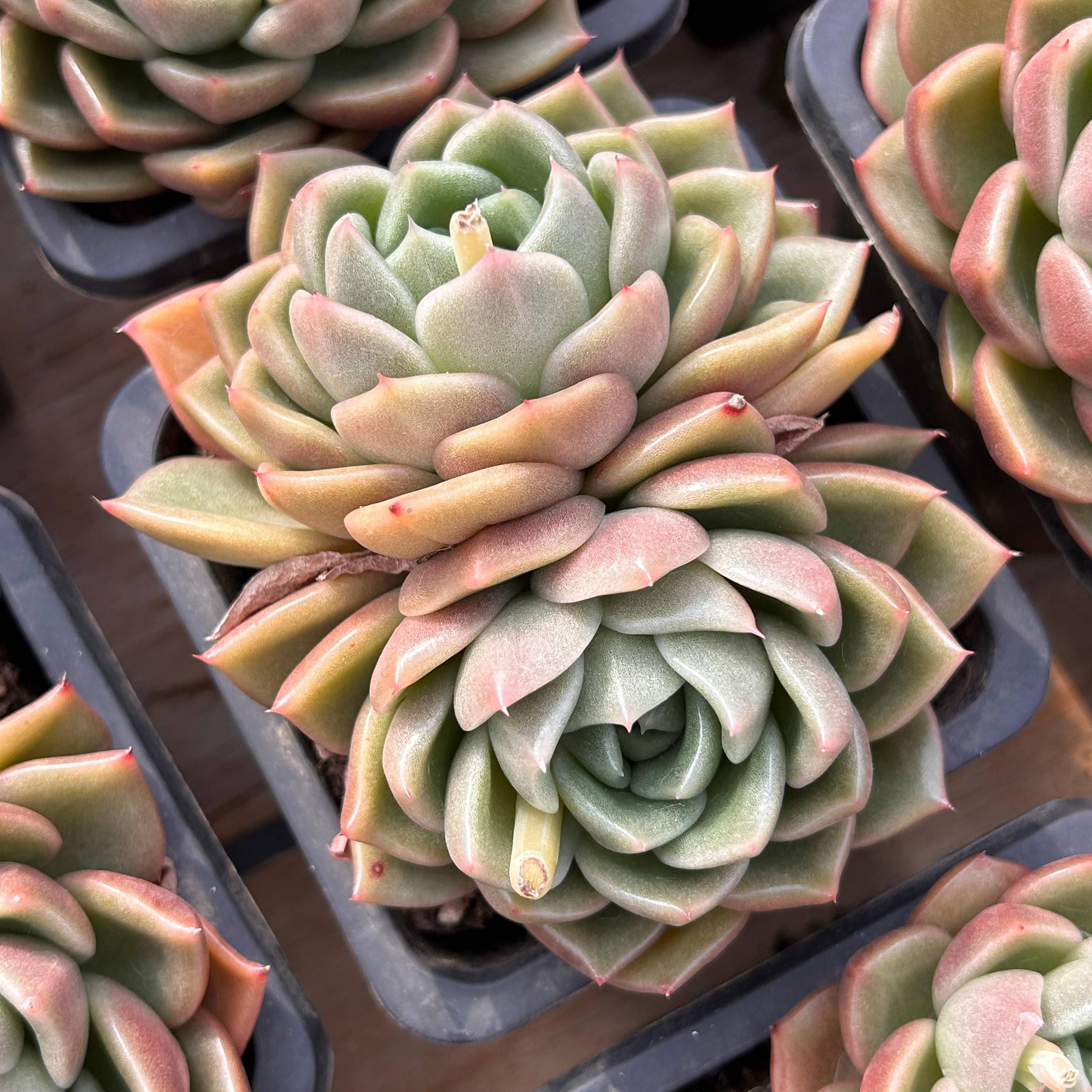 Piante grasse vive - Piante grasse rare - Piante grasse multitesta - Echeveria White Rose