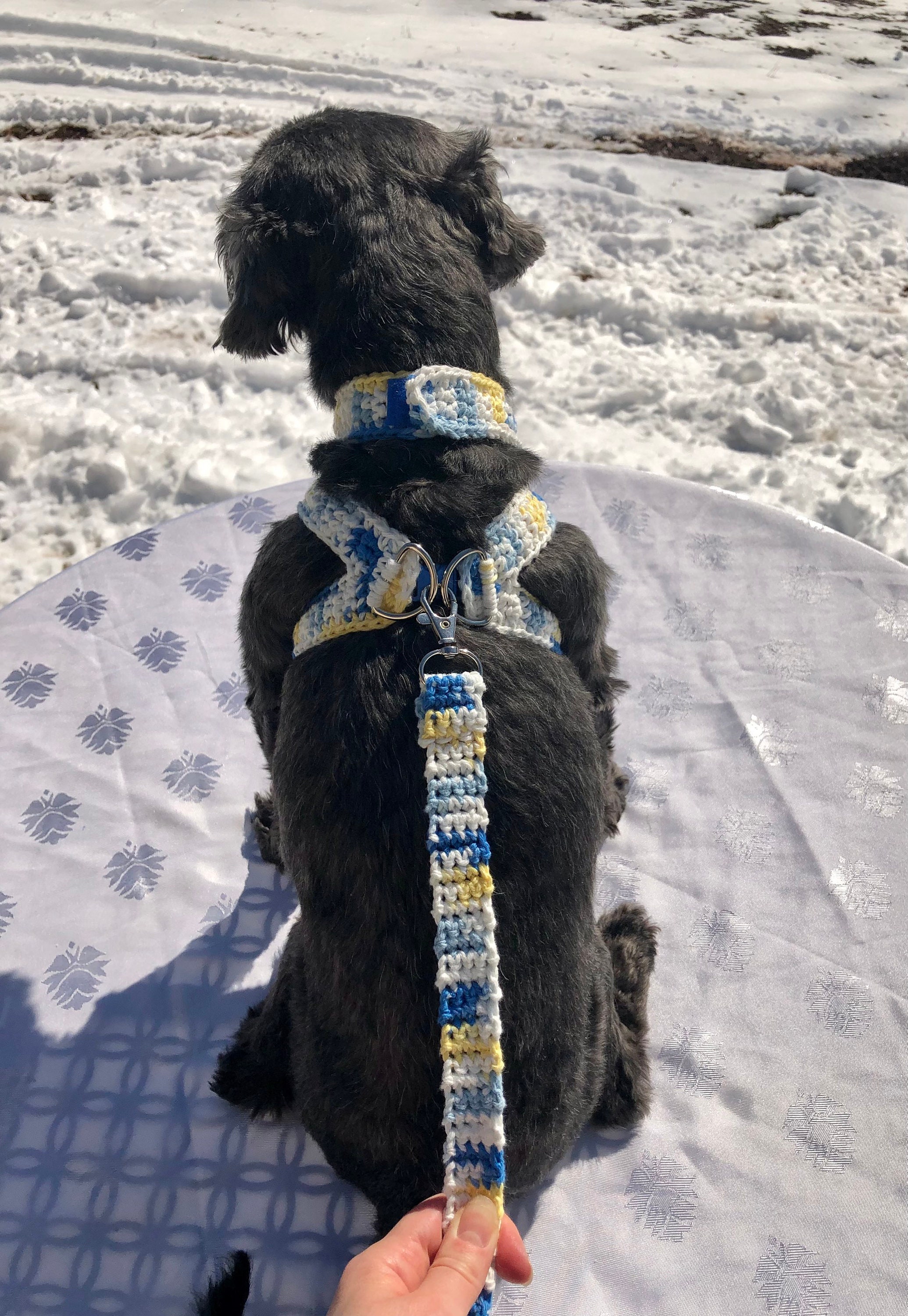 Set di imbracatura e guinzaglio per cani, imbracatura per animali domestici, imbracatura per cuccioli, imbracatura per gattini, imbracatura per cani m