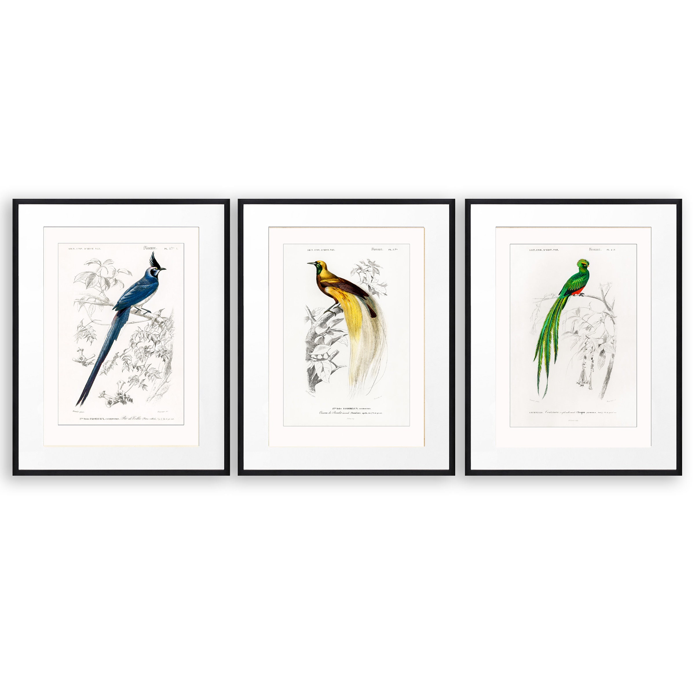 Set di stampe vintage di uccelli d'arte, uccelli del paradiso, di 3 stampe di uccelli, uccelli tropicali, illustrazioni di uccelli