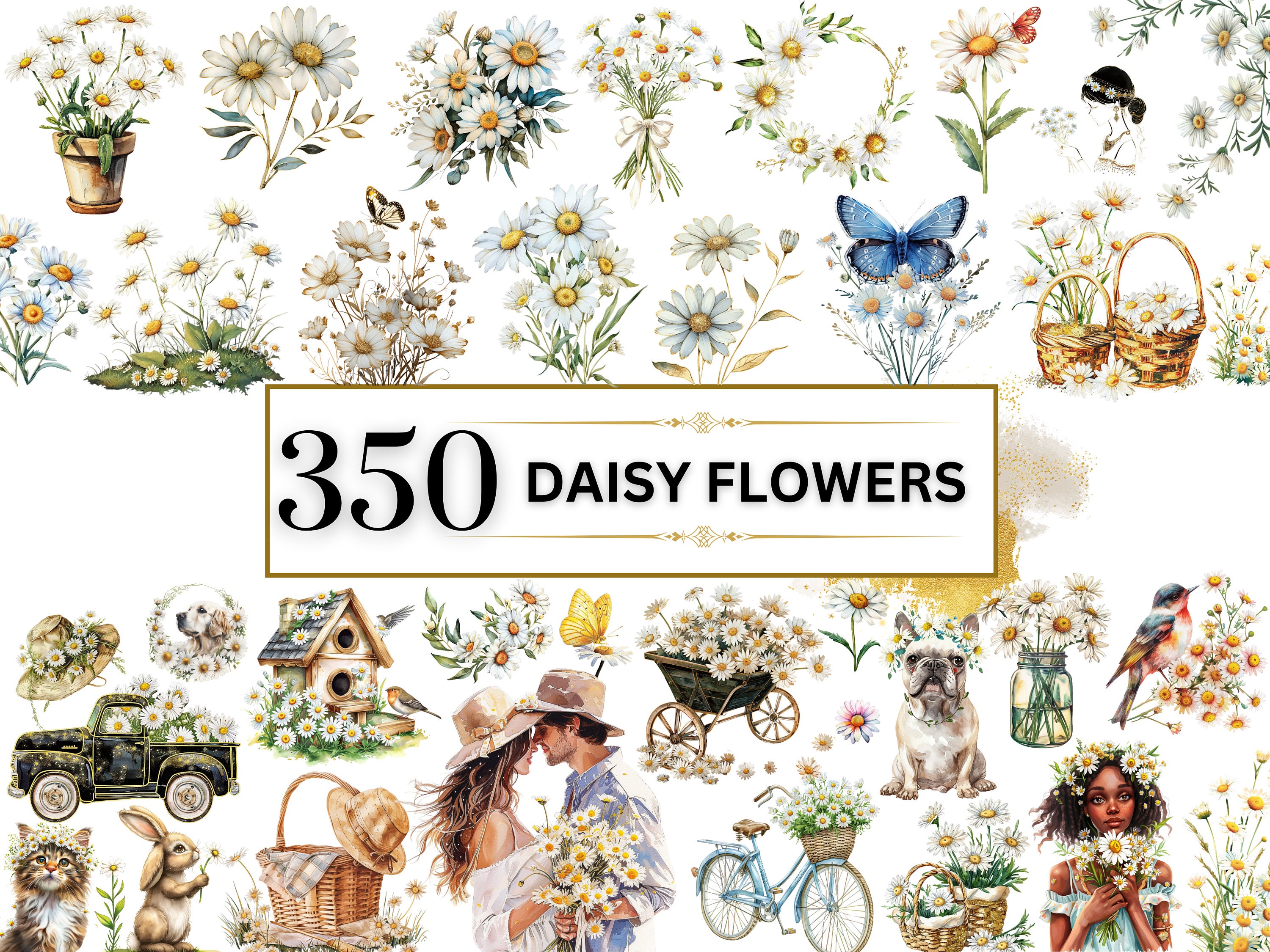 Daisy Clipart acquerello primavera Clipart fiore Clipart fiore selvatico PNG Clipart floreale Daisy PNG fiore mazzi Clipart / uso commerciale