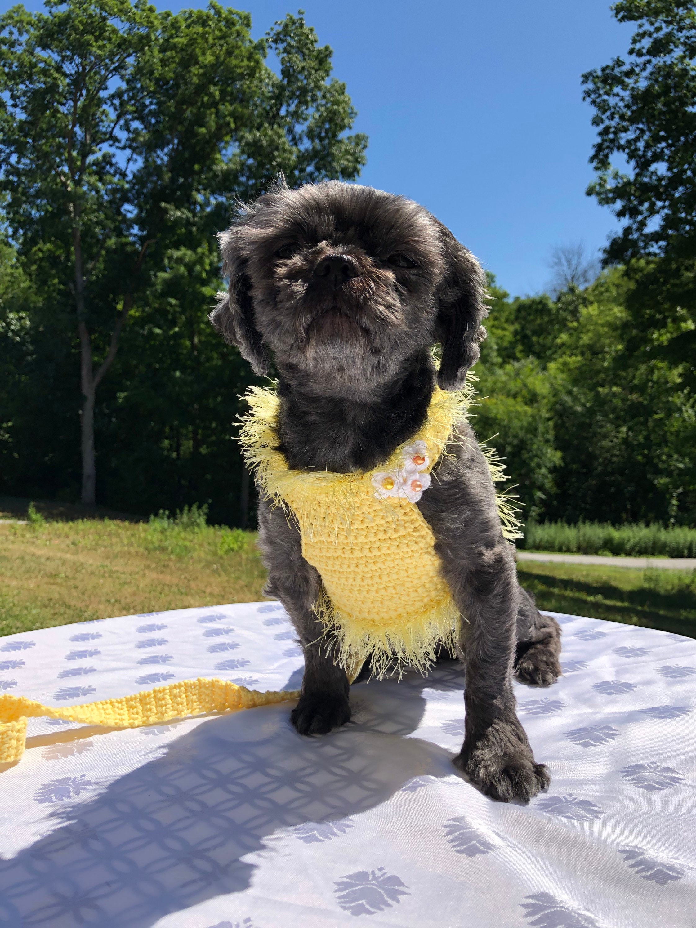 Set di imbracatura e guinzaglio per cani, imbracatura per animali domestici, imbracatura per cuccioli, imbracatura per gattini, imbracatura per mini c
