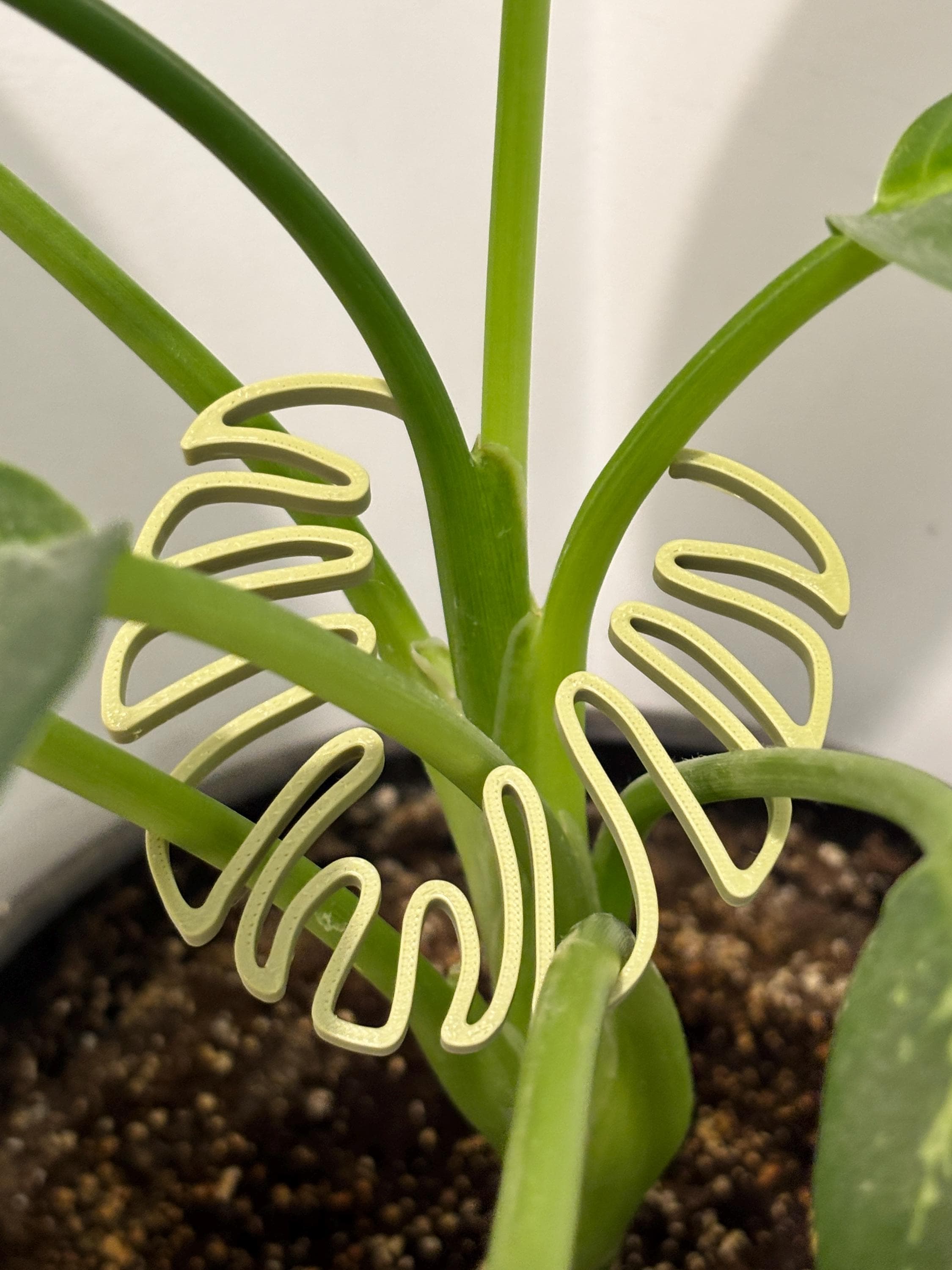 Supporto per piante Monstera, supporto per piante rampicanti, supporto per piante stampato in 3D, supporto per piante Philodendron Pothos
