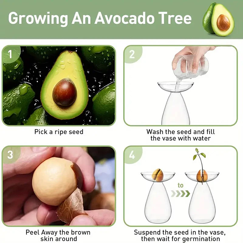 Plant Seed Growing Kit Gardening Lovers Home Decor Colorful Transparent Avocado Hydroponic Vase Glass Avocado Seed Starter Vase