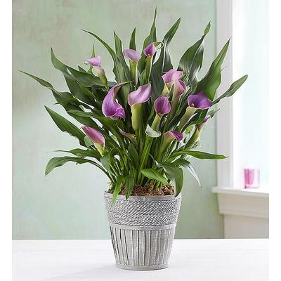 1-800-Flowers Plant Delivery Elegant Calla Lily Large Purple | Happiness Delivered To Their Door
