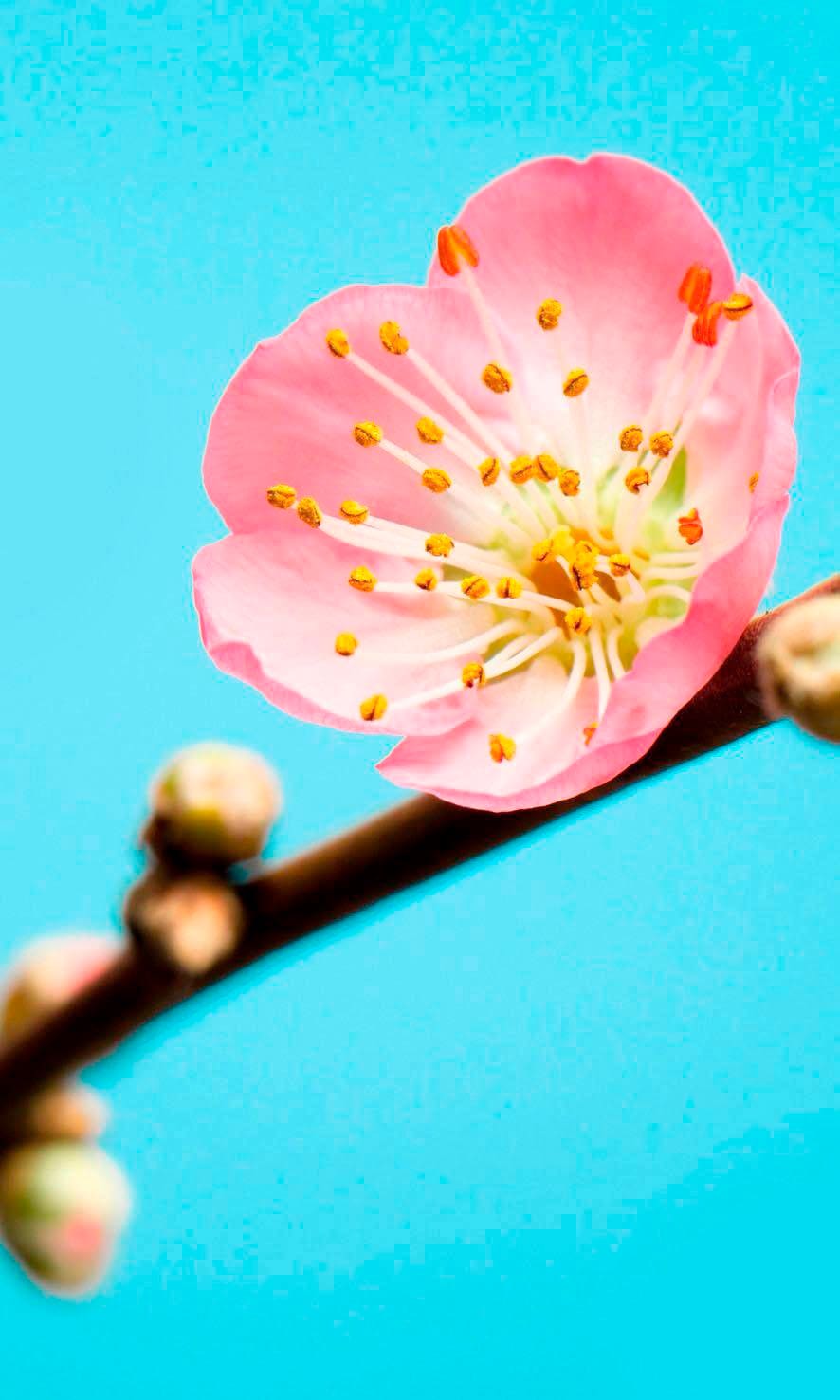 Vliestapete KOMAR "Peach Blossom", bunt (blau, rosa, gelb), B:1,5 L:2,5, Vlies, Tapeten, (Breite x Höhe) Image