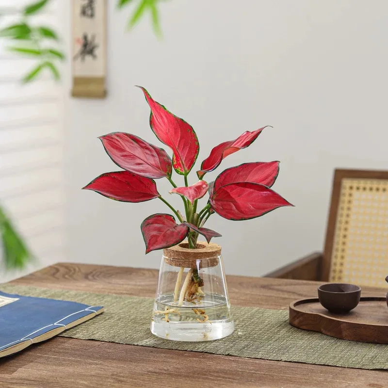 Mini-Vase, transparent, einfach, gut aussehende, ökologische Multi-Style-Flasche, Hydrokultur-Flasche, Pothos-Vase, Topfvase aus hochem Borosilikatglas, 1 Stück Image