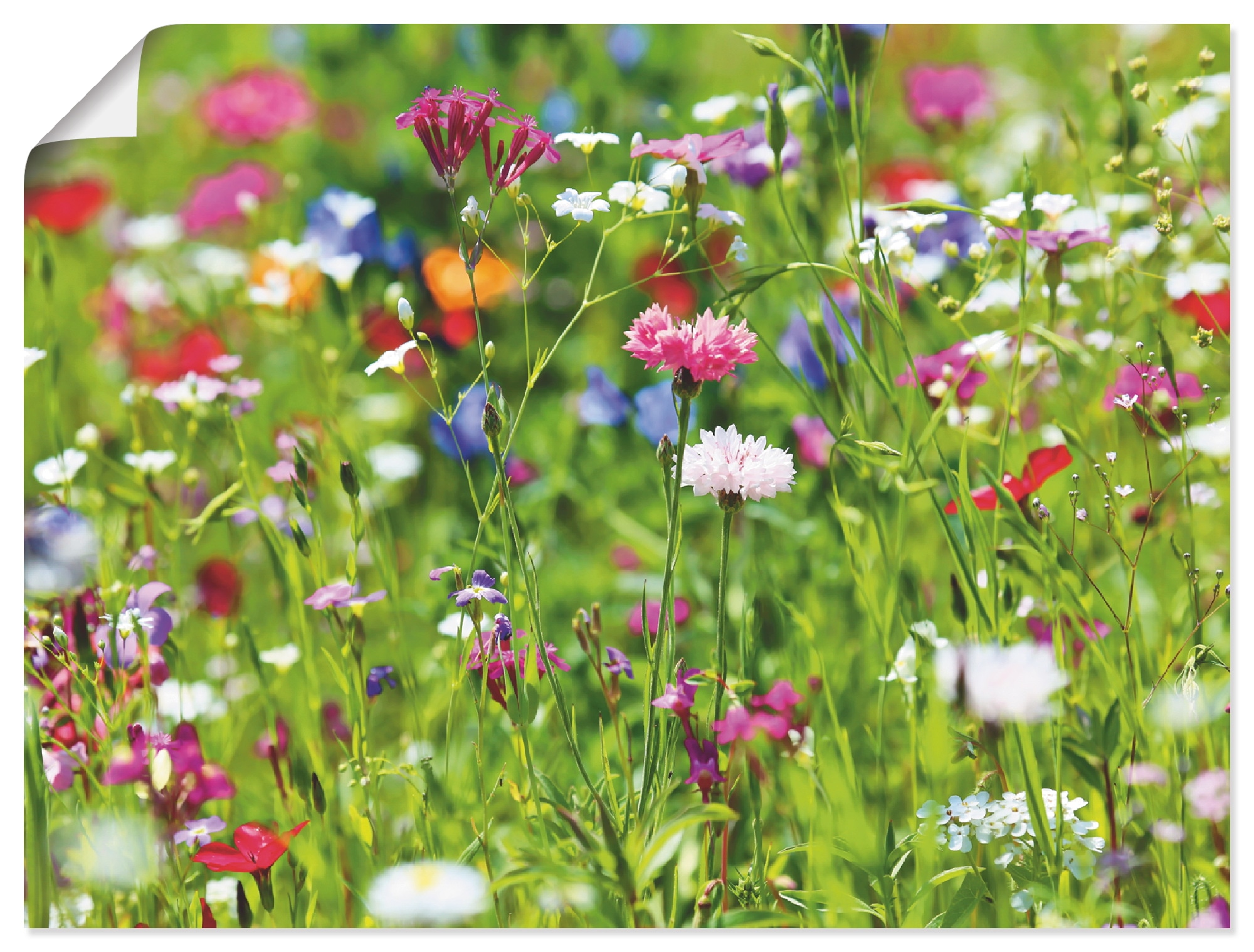 Wandbild ARTLAND "Blumenwiese I", grün (farbe bild(er): grün), B:120cm H:90cm, Papier, Bilder, als Leinwandbild, Poster in verschied. Größen Image
