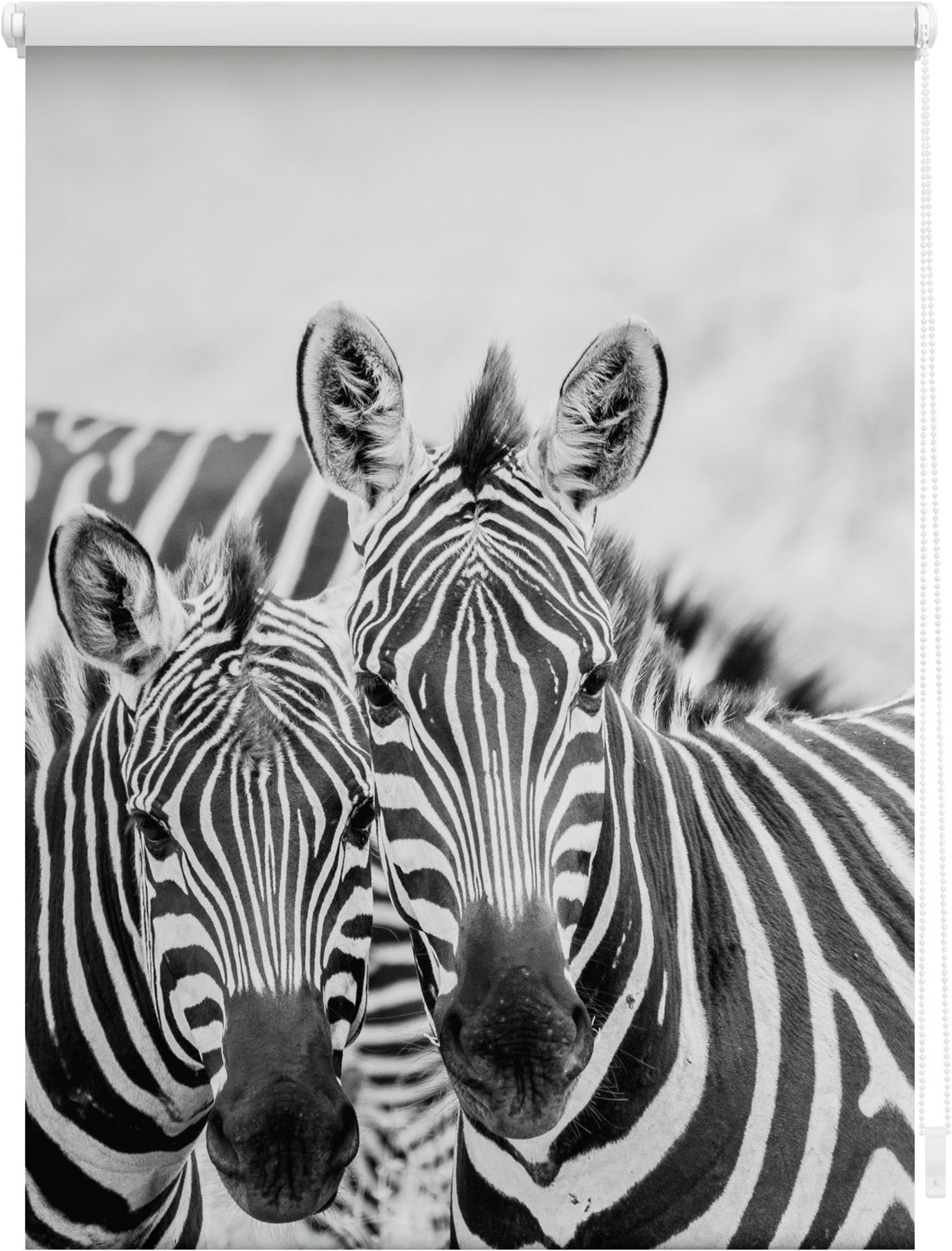 Seitenzugrollo LICHTBLICK ORIGINAL "Klemmfix Motiv Zebra" Gr. 5, schwarz (schwarz, weiß, weiß), B:90 H:150, Polyester, Rollos, bedruckt Image