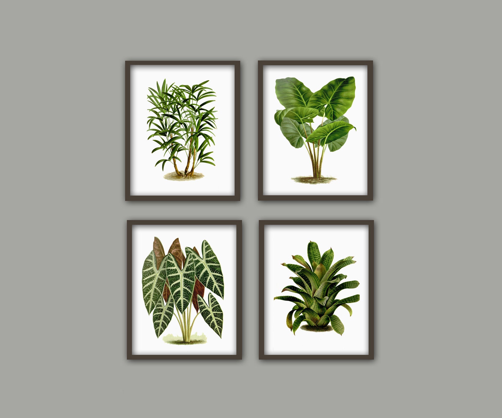 Set di 4 stampe botaniche di piante, stampe di illustrazioni botaniche, decorazioni murali con piante, stampe di foglie di piante