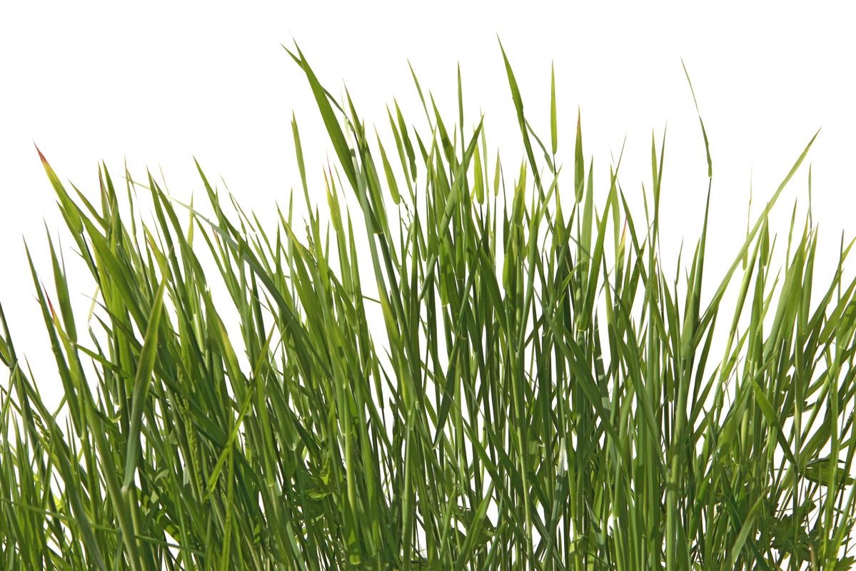 Vliestapete A.S. CRÉATION "Gras-Tapete Naturmotiv Grün Weiß Fototapete", grün, B:2,5m H:0,02m L:3,75m, Vlies, Tapeten