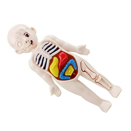 Luxshiny 1 Set Human Organ Model Plastic Assorted Color Learning Aid for Students