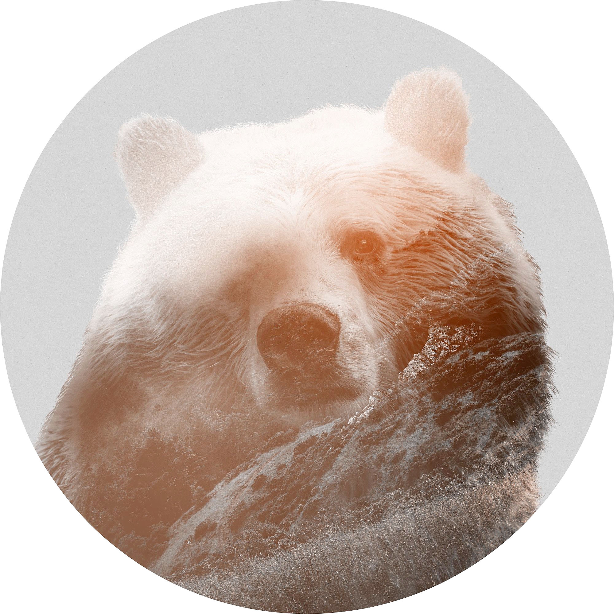 Vliestapete KOMAR "Vlies selbstklebend - Bearava - Größe 125 x 125 cm", bunt, B:125m L:125m, Vlies, Tapeten, Wohnzimmer, Schlafzimmer