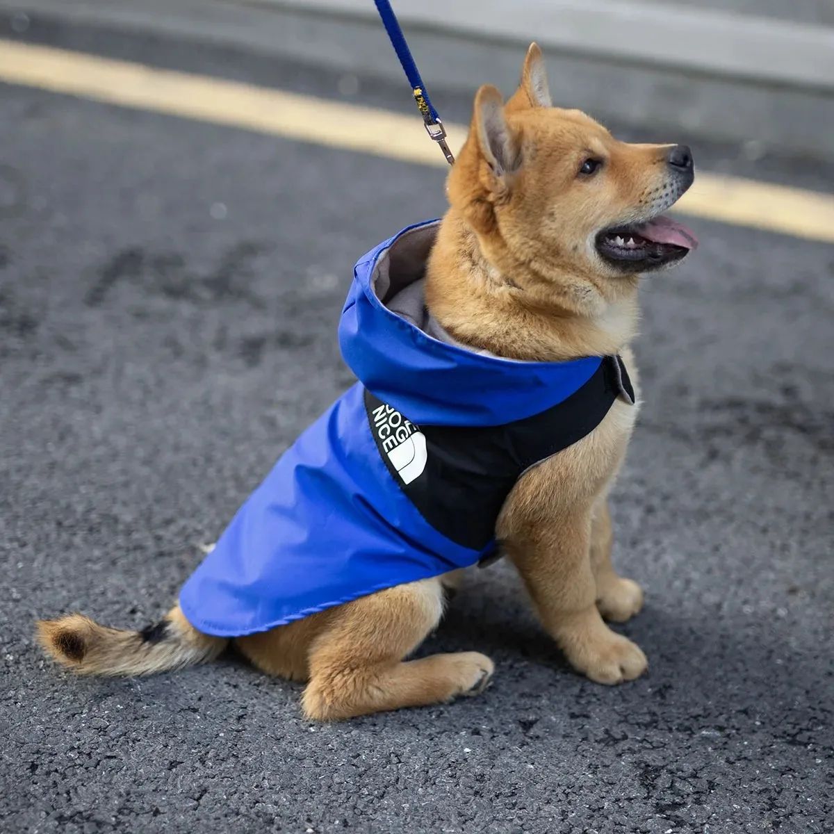 Summer Dog Shirt Lightweight Pet Apparel blue xl