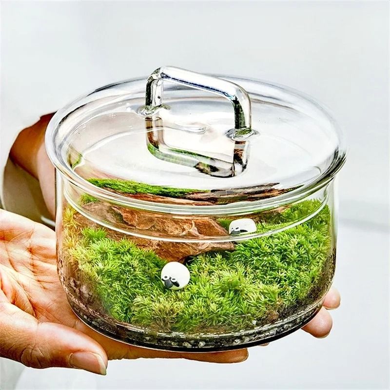 Micro Landscape Moss Plants Glass Bottle With Lid with Lid