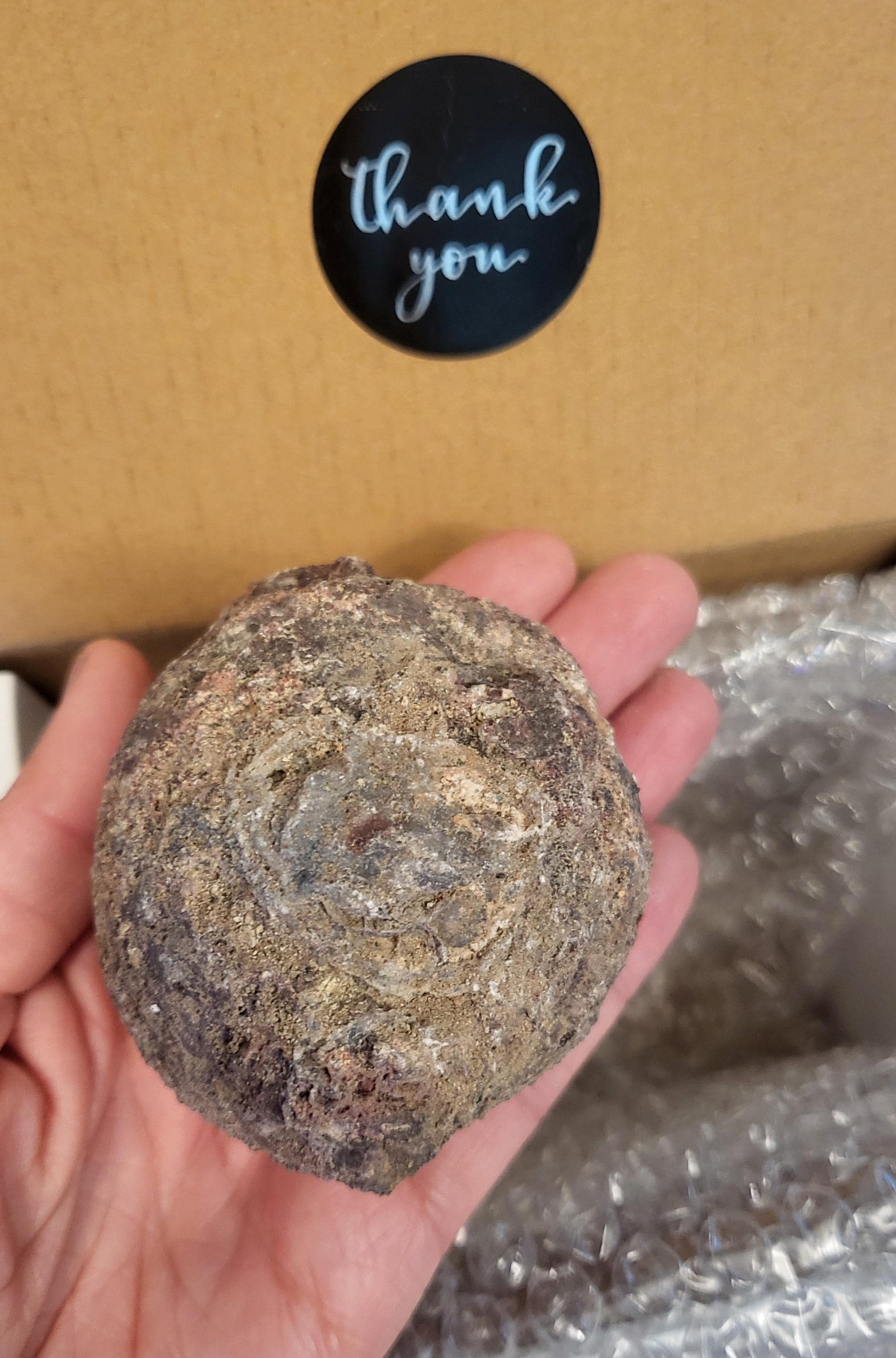 Geode di cocco Las Choyas dal Messico Geode non aperta Sega bagnata Lapidario Rockhound Rocce Cristalli Rompi la tua geode Regalo Geode non tagliato