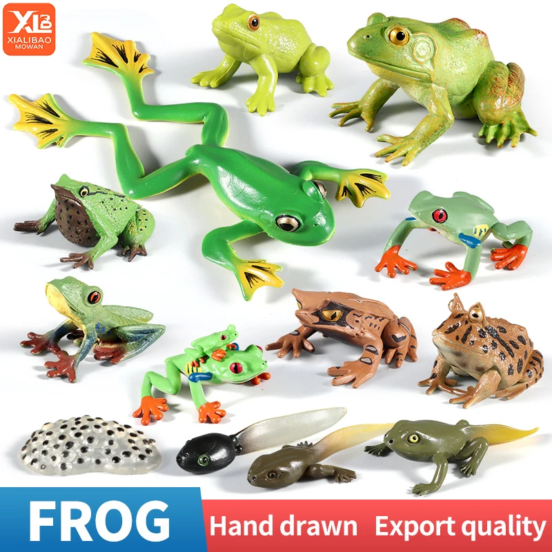 Pädagogische Wild-Insektentiere Ochsenfrosch-Lebenszyklus-Spielzeug – Simulation Kaulquappe zum Froschwachstum, Actionfigur, Kindersammlung, Geschenk Image