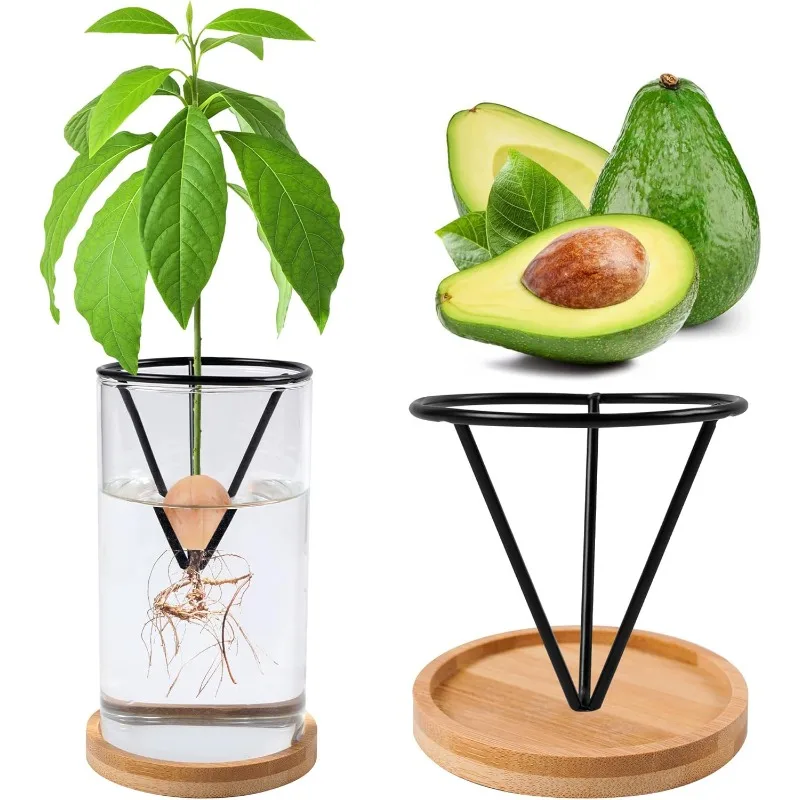 Avocado-Baum-Wachstumssets, Avocado-Wachstumsvase mit Holzsockel, Avocado-Samen-Startervase, Glas-Blumentopf für Gartenliebhaber Image
