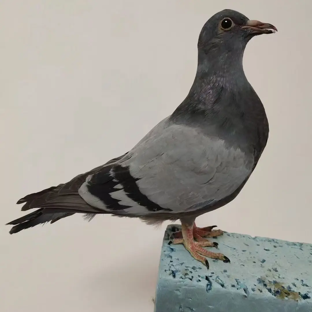 Realistische Taubenpräparatur, lebensechte Probe für Heimdekoration, Innen-/Gartenlandschafts-Styling, professionelle Foto-Requisite Image