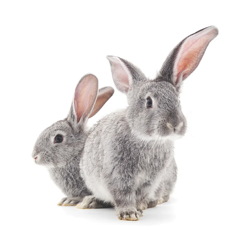 Zwei Kleine Grau Kaninchen Wand Aufkleber Kinder Zimmer Dekor Tapete Schlafzimmer Wohnzimmer Hintergrund Für Home Dekoration Bunny Aufkleber Image