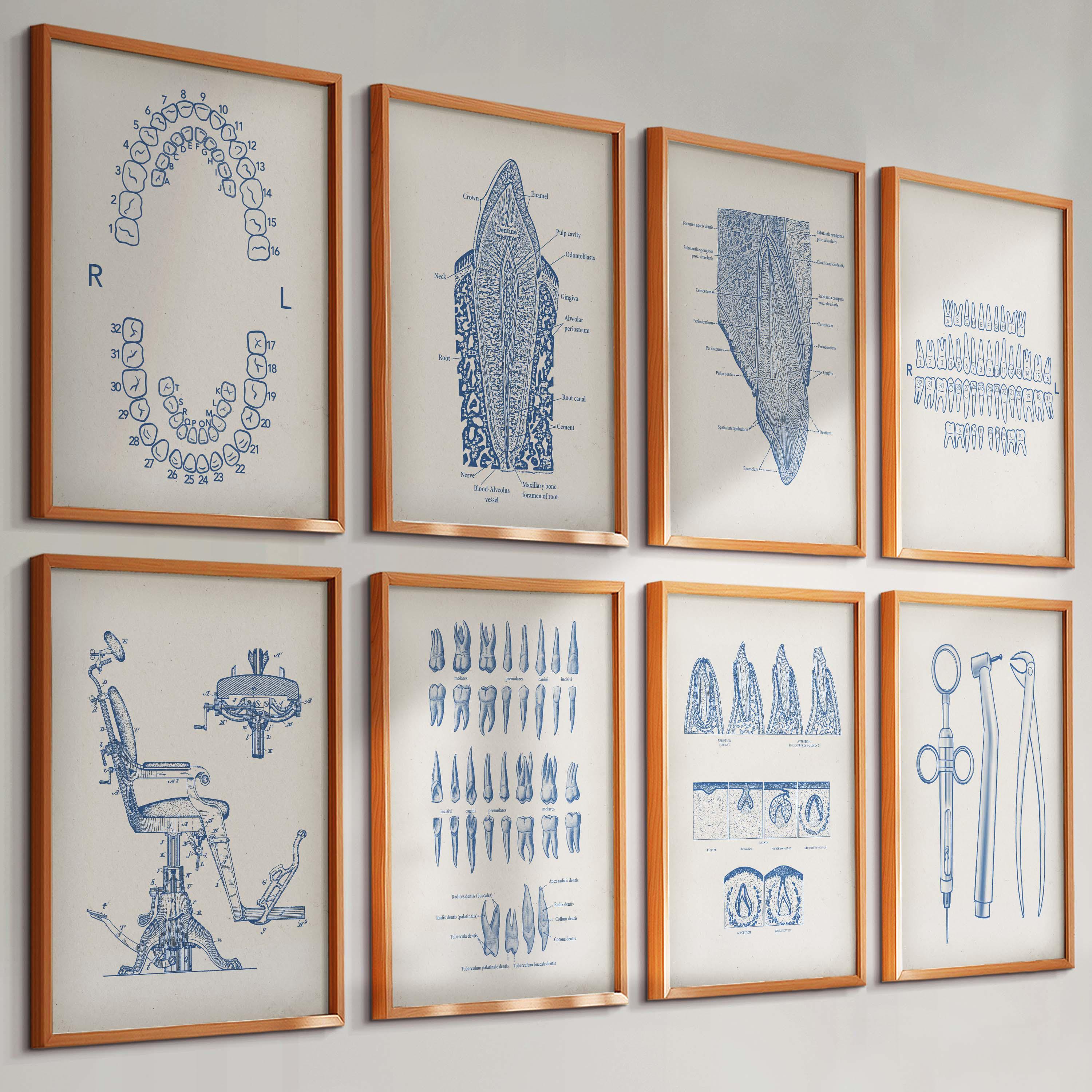 Set di 8 stampe odontoiatriche vintage, poster di anatomia dei denti, arte dentale, stampa su sedia da dentista, diagramma di crescita dei denti, tabe