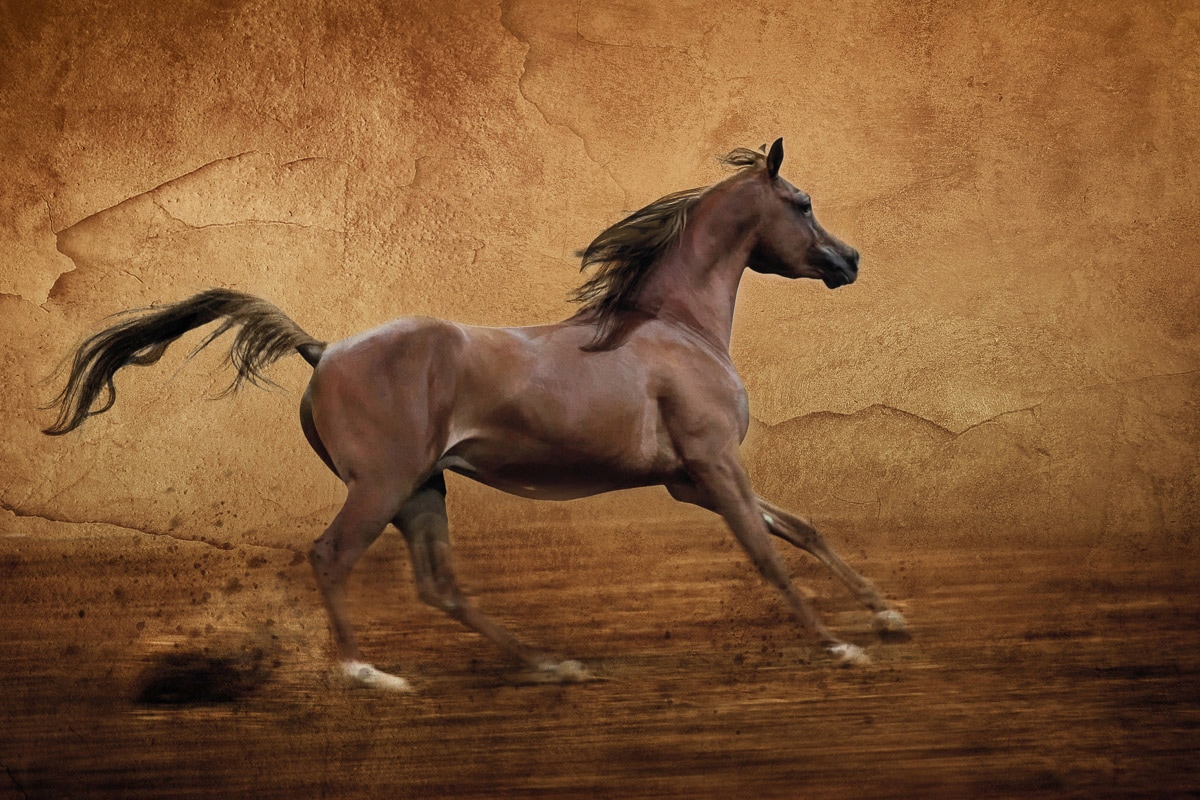 Fototapete PAPERMOON "Pferd", bunt, B:5m L:2,8m, Vlies, Tapeten Image