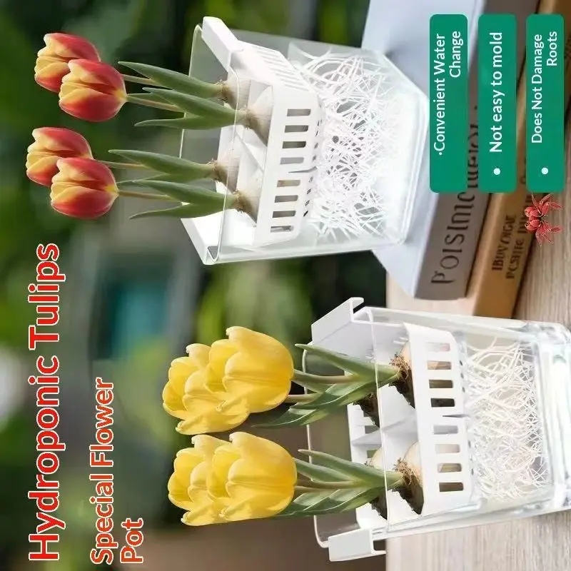 Tulpen-Saatgut Hydroponischer Blumentopf mit Atmungsaktivem Stützkorb 4 Löcher - Erdloser Heimdekorations-Hydrokulturbehälter Image