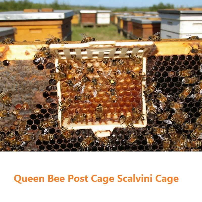 Bienenköniginnen-Fangkäfig Transportkäfige Königinnen-Skalvini-Käfig Königinnen-Bienenkäfig mit Wabenboden Imkerei-Versandbox Image