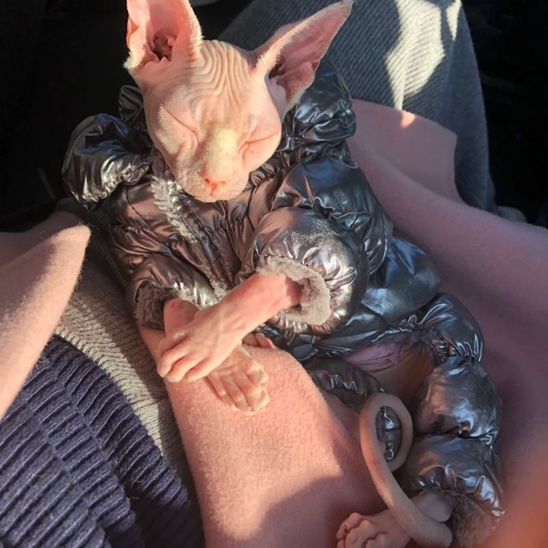 Winter Warm Sphynx Cat Jumpsuit Overalls gold xl