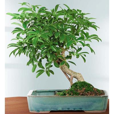 1-800-Flowers Plant Delivery Hawaiian Umbrella Tree Large