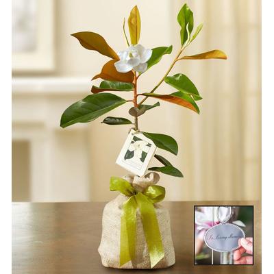 1-800-Flowers Everyday Gift Delivery Magnolia Tree For Sympathy Small W/ Plaque | Happiness Delivered To Their Door