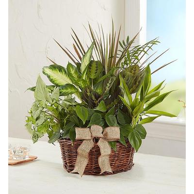 1-800-Flowers Plant Delivery Classic Dish Garden For Sympathy Medium Plant