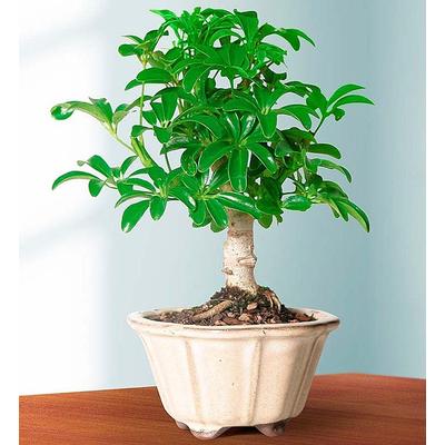 1-800-Flowers Plant Delivery Hawaiian Umbrella Tree Small Plant | Happiness Delivered To Their Door